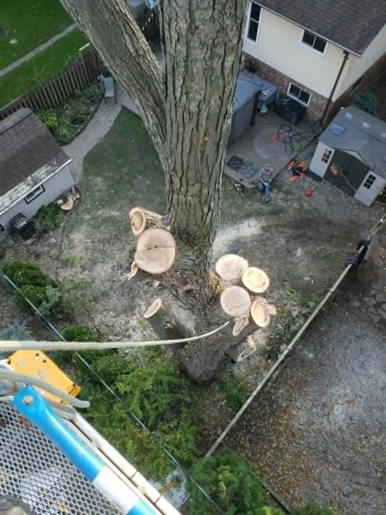 crane assisted tree removal
