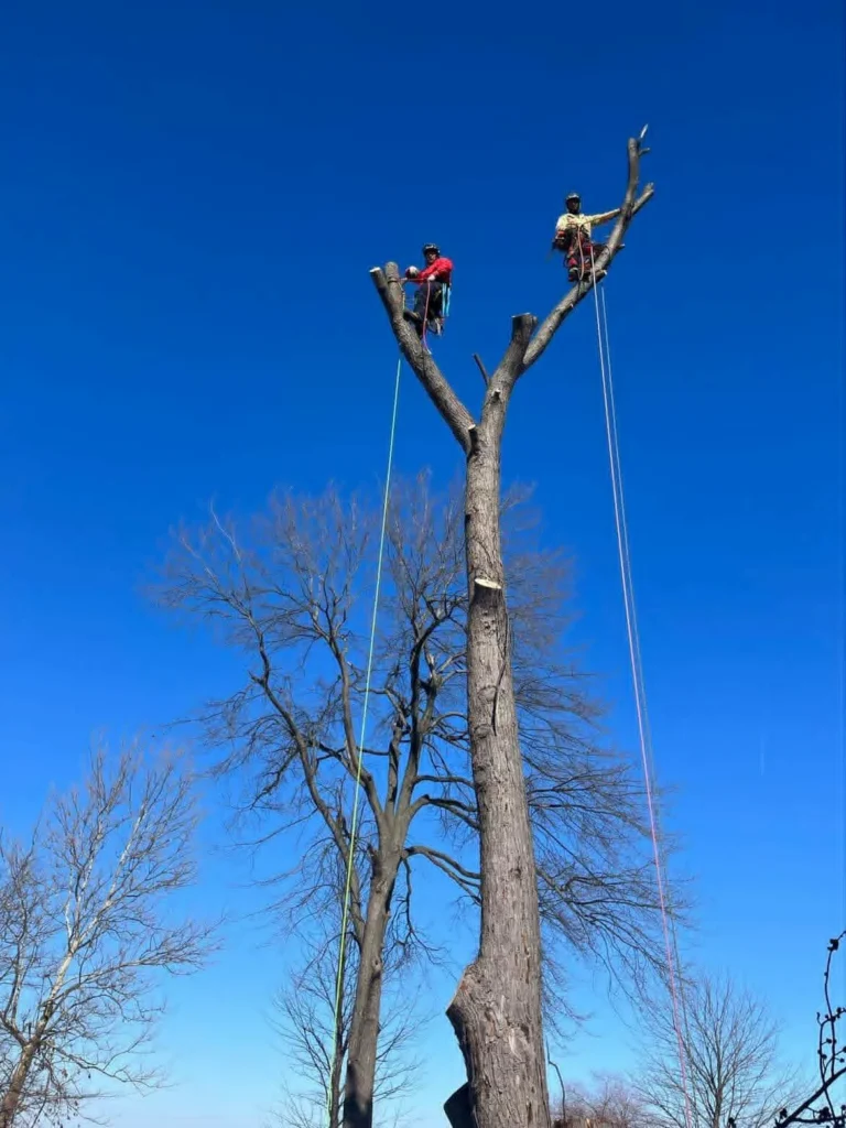 branch trimming