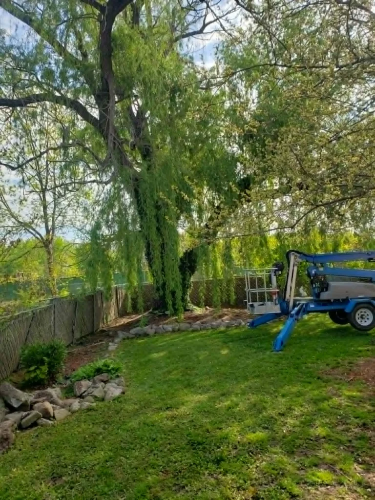 services-1 Tree Removal